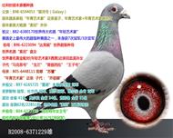 ԭֱӺ