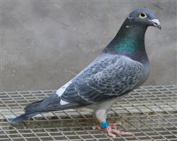 ĽŴƷ