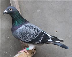 ĽžУ