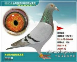 ʯ빫86