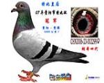 رȻʺ