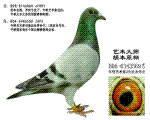 ʦ
