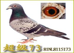 롰73Ĺ(ͼ)