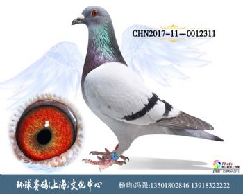 CHN2017090012311