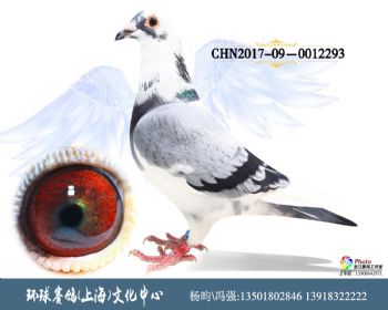 CHN2017090012293