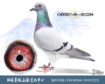 CHN2017090012294