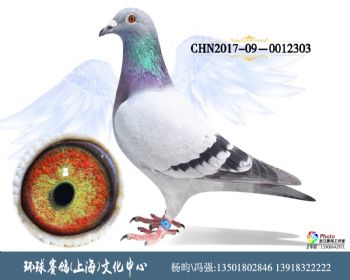 CHN2017090012303