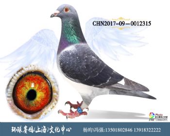 CHN2017090012315