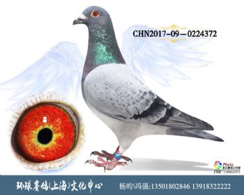 CHN2017090224372