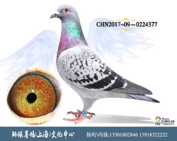 CHN2017090224377