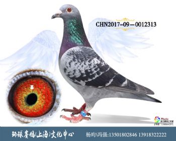 CHN2017090012313