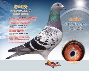 波治冠军半平辈