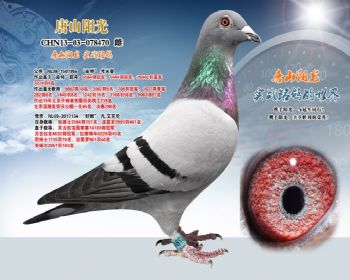出自超级种雄皮特之父