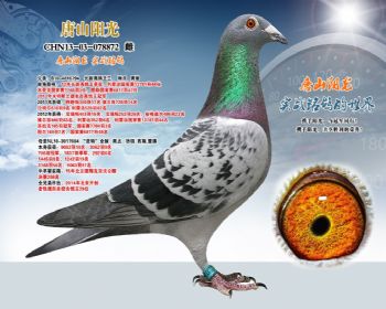 鸽王三X考夫曼