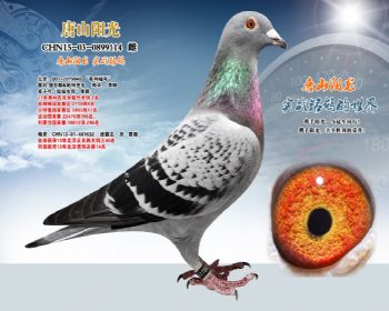 速霸龙