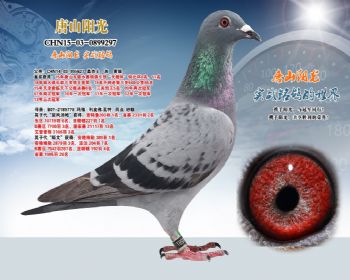 桑杰士*利皮佛.瓦特