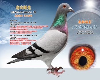 乔*波治冠军