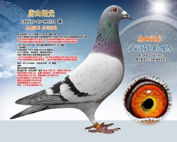 出自开创者亚军舅舅