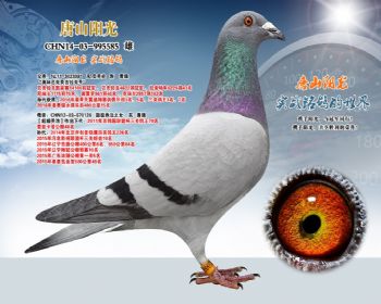 “奥林匹克贝吉拉克号”之子