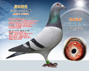 图勒冠军全平辈