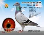 鿴ƷͼƬ