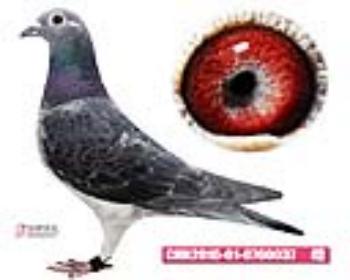 W늑226