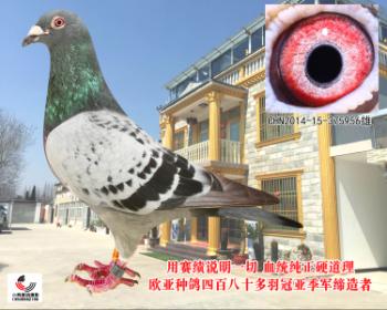 鸽王亚军NPO季军X NPO全国冠军配凡阿鸿百万号XNPO冠