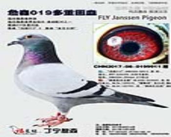 ղɭ019ػѪ